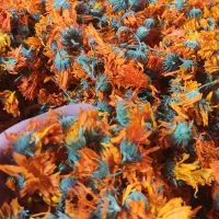 گیاهان دارویی.اعطاری.گاوزبان.بابونه.همیشه بهار|خدمات باغبانی و درختکاری|اردبیل, |دیوار