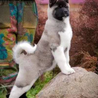 توله آمریکن آکیتا دوماهه