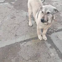 سگ عراقی 6ماهه|سگ|نظر کهریزی, |دیوار