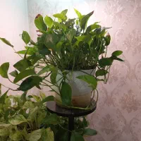 گل پتوس|گل و گیاه طبیعی|تهران, دردشت|دیوار