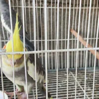یک جفت عروس هلندی|پرنده|نورآباد ممسنی, |دیوار