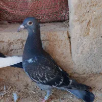 ۶عدد کفتر‌|پرنده|چناران, |دیوار