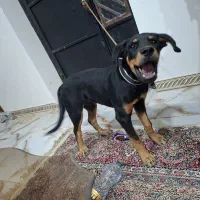 سگ روتوایلر|سگ|کهنوج, |دیوار