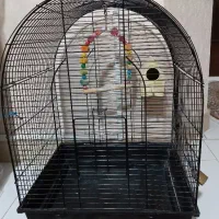 قفس
