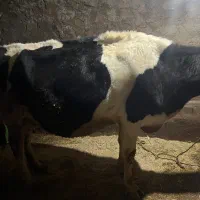 گاو شیری|حیوانات مزرعه|بیرانوند, |دیوار