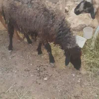 ستا گوسفند آبستن