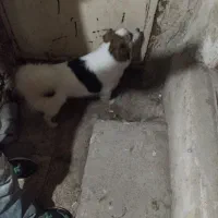 سگ ماده پاکوتاه جوون شیطون
