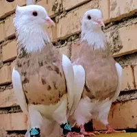 کبوتر رنگی دمبی طوقی عروس هلندی مرغ عشق فنچ قناری