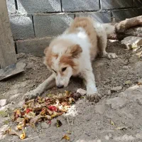 سگ دو رگه|سگ|تفت, |دیوار