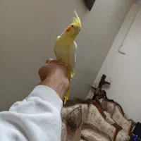 عروس هلندی لوتینو نر جوان