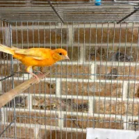 قناری نر پرتغالی / سهره