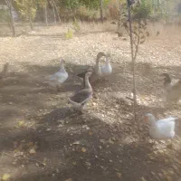 ۱۰ عدد قوغاز تخم گزار|حیوانات مزرعه|خلخال, |دیوار