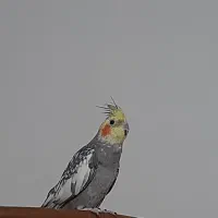 ی عدد عروس هلندی نر