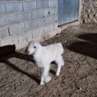 سلام دوستان این بره شیری گم شده
