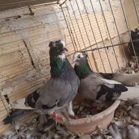نرو و ماده ی شازده سبز کاکلی