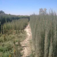 نارنج درجه یک|گل و گیاه طبیعی|شیراز, صنایع الکترونیک|دیوار