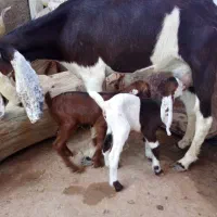 فروش بز شکم دوم