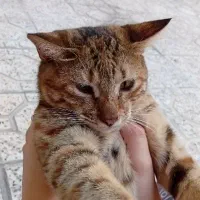 گربه