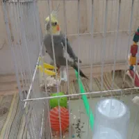 عروس هلندی نر