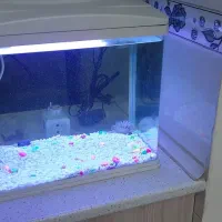 اکواریوم ماهیران