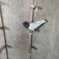 کبوتر بهبانی شهری