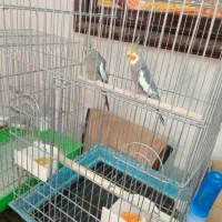 عروس هلندی مولد|پرنده|قزوین, |دیوار