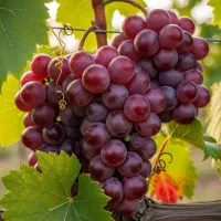 فروش  نهال انگور کشمشی صادراتی