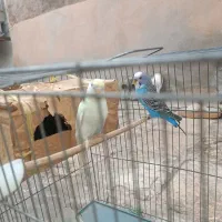 یک جفت مرغ عشق