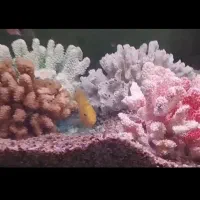مرجان طبیعی برای اکواریوم