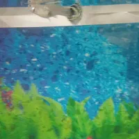 ماهی گوپی باردار