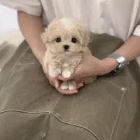 پت فینگیلی|سگ|بندرعباس, |دیوار