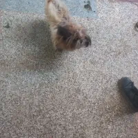 سگ شیترژ خونگی