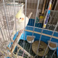 یا جفت عروس هلندی|پرنده|خمینیشهر, |دیوار