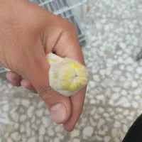 قناری ماده اماده|پرنده|کاشان, باغچه فیض|دیوار