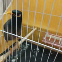 مینا سخنگودستی