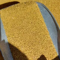 بذر رنجر مافا خاکشیر یونجه پاک ارسال کل ایران