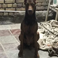 دوبرمن نر بلوطی