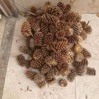 میوه درخت کاج