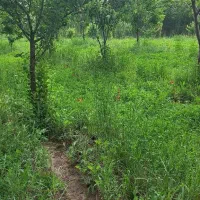 زمین مسکونی و باغ