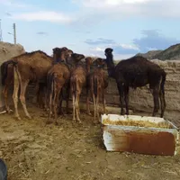 بلبون رضاآباد|حیوانات مزرعه|سبزوار, باهنر|دیوار