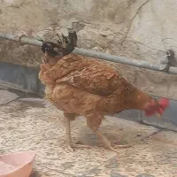 مرغ محلی|حیوانات مزرعه|اهواز, منبع اب|دیوار