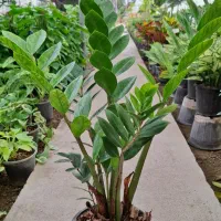 گل زینتی|گل و گیاه طبیعی|نجفآباد, طالقانی|دیوار