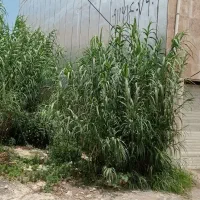 زمین-مسکونی-150-متری