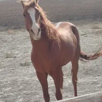 نریون یورقه|اسب و تجهیزات اسب‌سواری|زبرخان, |دیوار