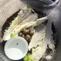 حلزون آچاتینا