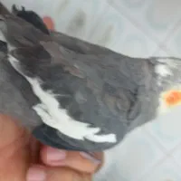 عروس هلندی اهلی