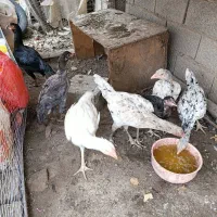 مرغ لاری طوس نسل|حیوانات مزرعه|فاضل آباد, |دیوار