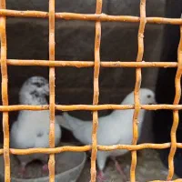 کبوتر این ماده سفید محموداباد گم شده