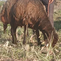 بره همو