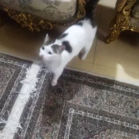 گربه رایگان